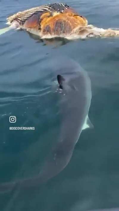 Great whites feed on humpback carcass of New England coast