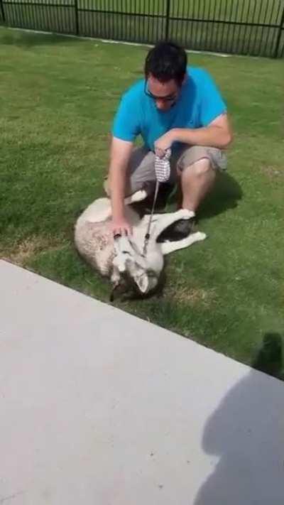 Dakota throwing another tantrum leaving the dog park