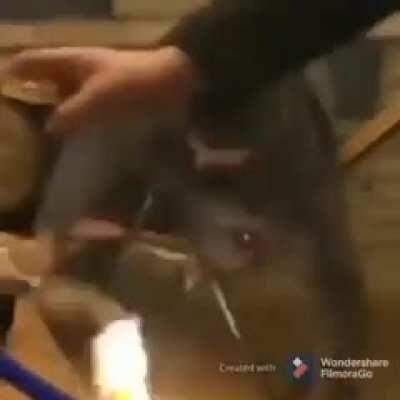 Resting by a Fireplace