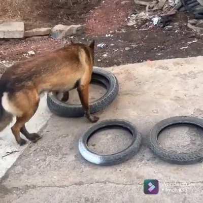 Smart dog helps his human move tires, and figures out how to carry four tires in one bite