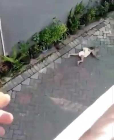 Эти обезьяны ебанутые🙄