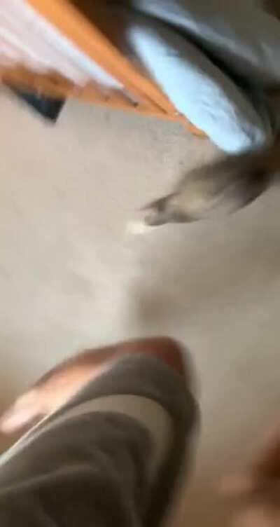 my little Stink trying to get my feet