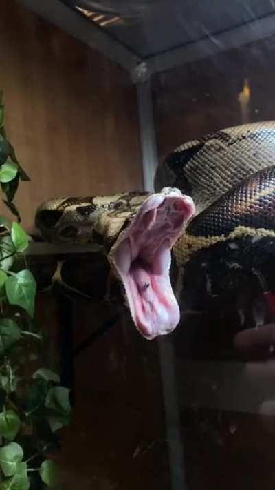 Yawns never get old!