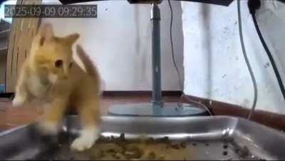 Stupid wunkus get jumpscared.