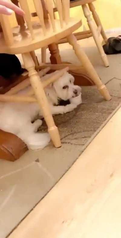 Milo won&rsquo;t share his Frosty Paw with his mom