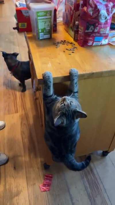 A Chonker's Failed Attempt To Jump Up To The Food