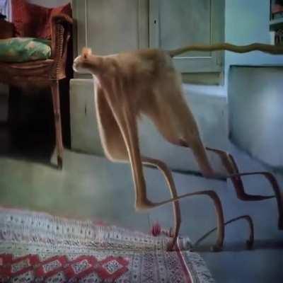 C'est chatmedi! 🦇