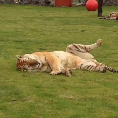 First time this guy is touching grass (He was rescued from a circus)