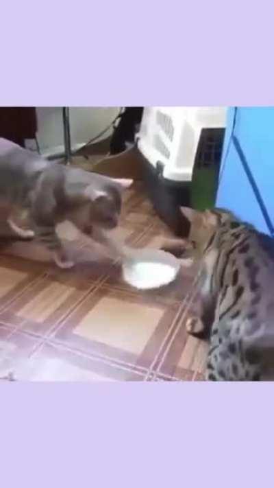 Two cats fighting for milk