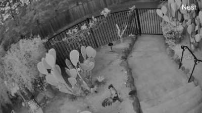 Motion Caught on  Cam - this a ghost?