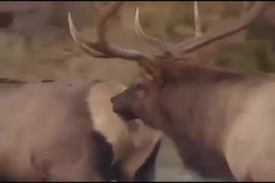 He just want some ass