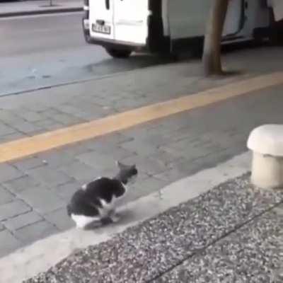 Khajit has knuckle sandwich if you have coin