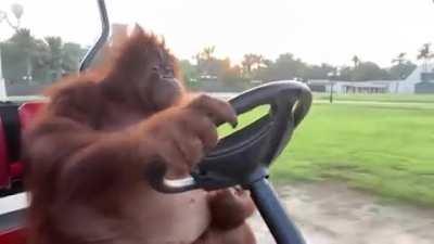 Joe out cruising on the town