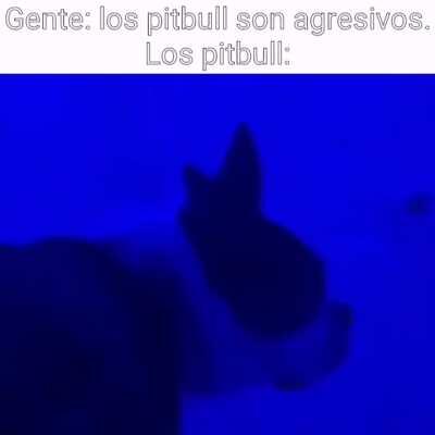 El video del perro no es mio, solo agregué lo de los pitbull