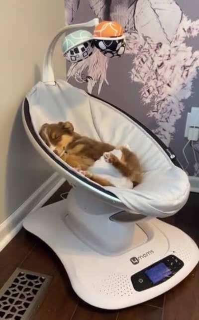 Cradle Puppy