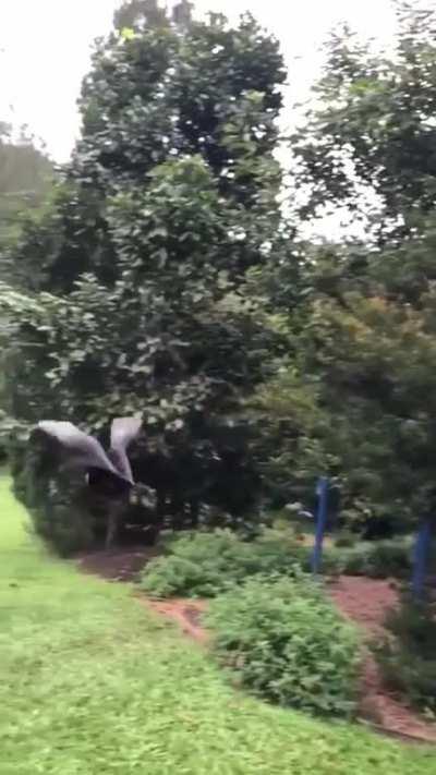 Большая летающая хрень