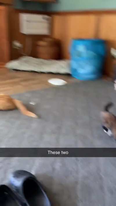 The sass 💁🏼‍♀️ or should I say spice 🤣