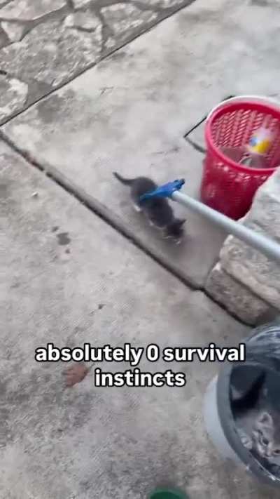 No survival instinct wunk