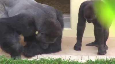 Two silverbacks calmly observing a caterpillar