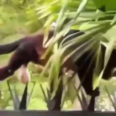 Sextou! Que a coragem desse macaquinho lhe inspire!