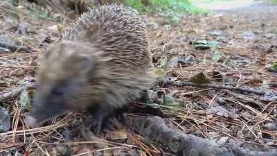 Der neue Nachbar kam heute vorbei um hallo zu sagen