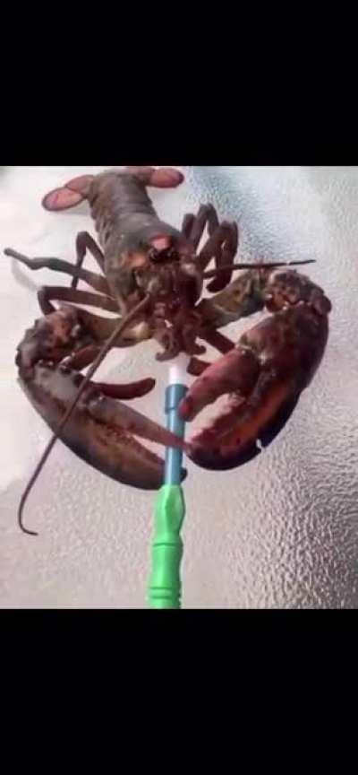 Vaping is an important part of establishing your place in the dominance hierarchy