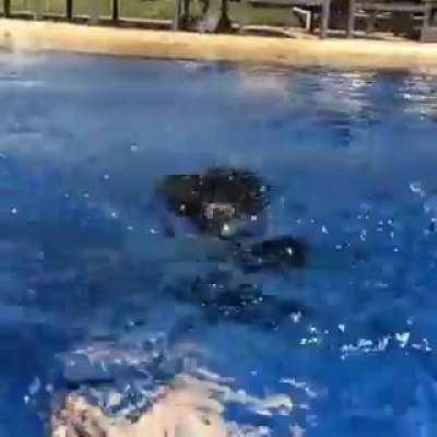 Jaguar didn't realize the water was so deep.