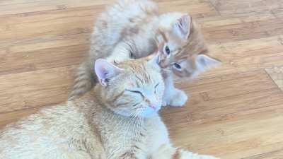 Foster baby Jerry has one brain cell, 6 toes and is cleaning mommy 😍