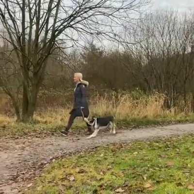 Chien Kangourou GIF by nyctilaur