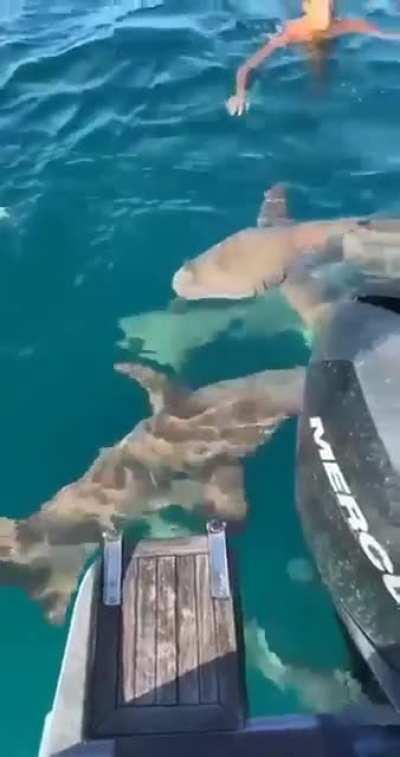 Few unexpected sharks while swimming