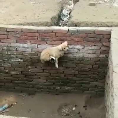 An animal escaping prison