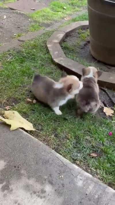 Mama corgi and her children.