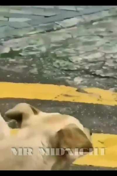 FIGHT WITH STRY DOGS