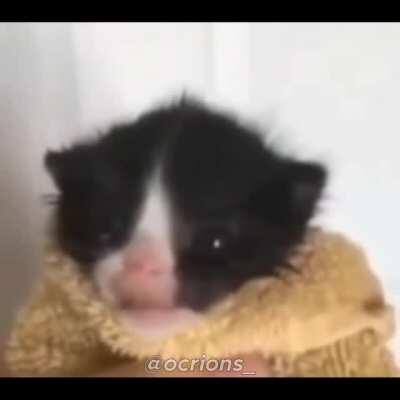 Gato falando a primeira nota de SICKO MODE