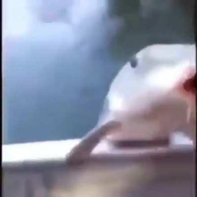 peixe brabo esse ai hein