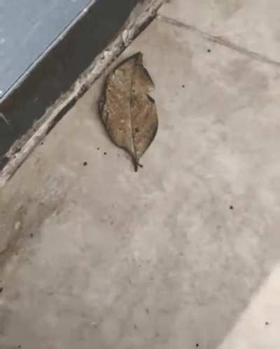 Kallima Inachus, aka the indian oakleaf butterfly