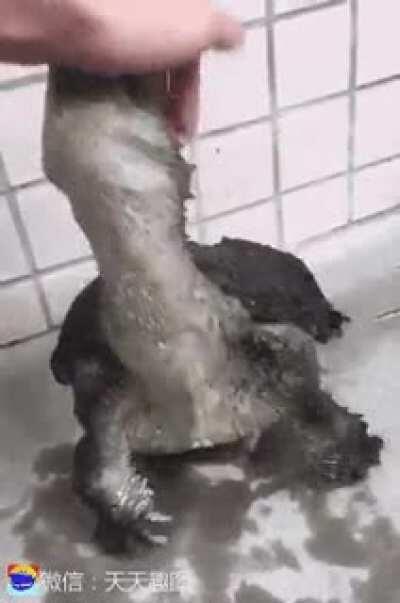 WCGW? Touching a snapping turtle