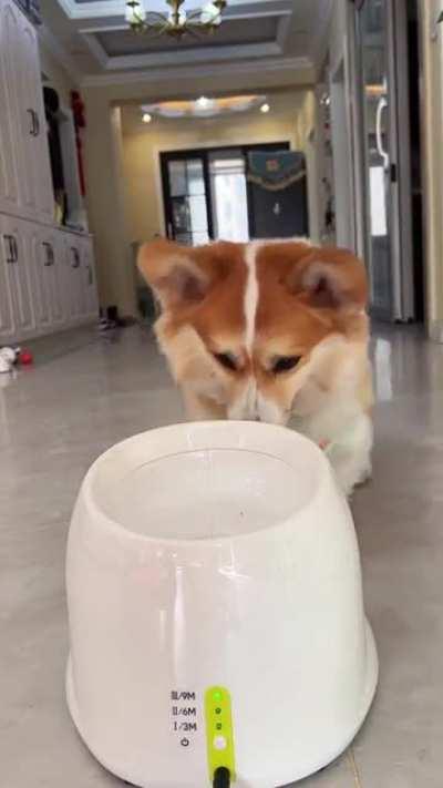 Boing! Boing! Boing!