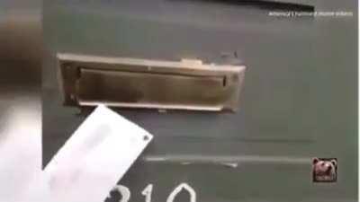 DeMoNiC CaT gRaBs AnYtHiNg WiThIn ItS ReAcH