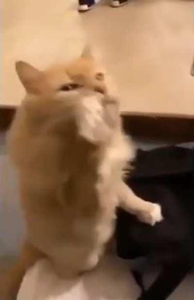 A polite cat requesting pets