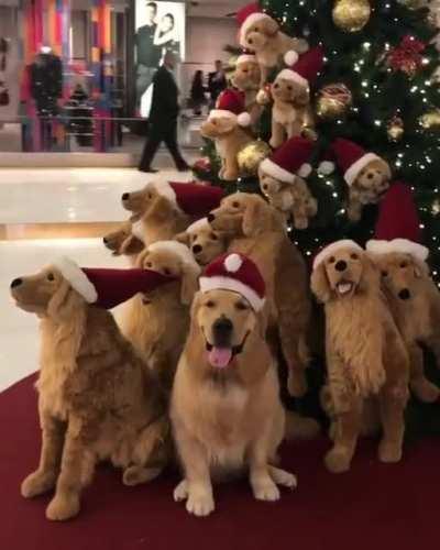 Guess I’m a fake dog now