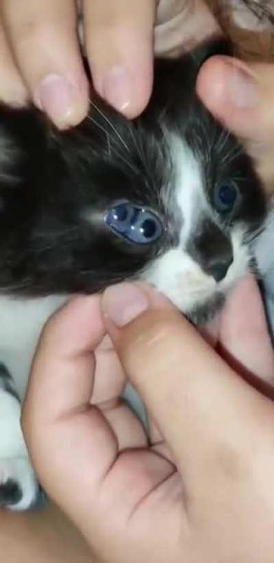 kitten with a third eye