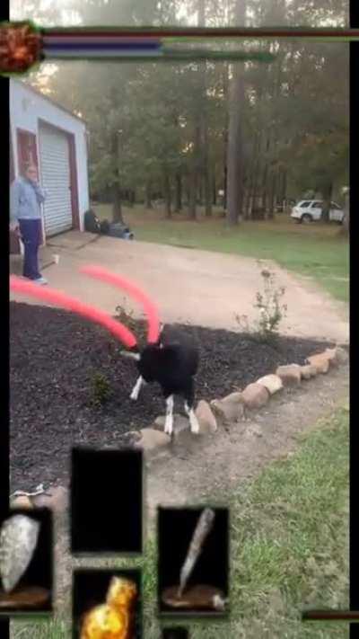 Pool noodles on a goat does it make them safer or more dangerous?