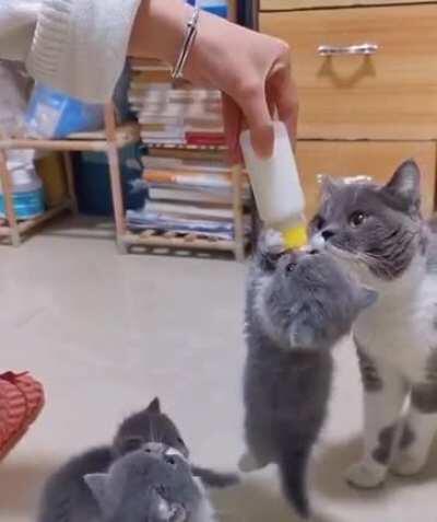 Smol Criminal stealing milk