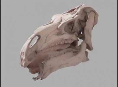 Fossilized Iguanodon skull