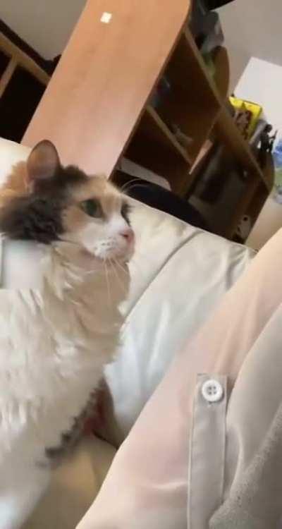 Kitty headbutts for pets