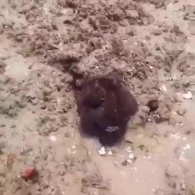 Octopus Changing It's Color