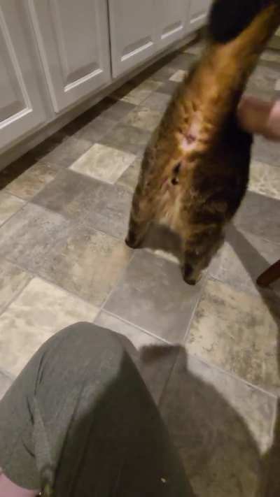 Alvin wanted his nightly pats