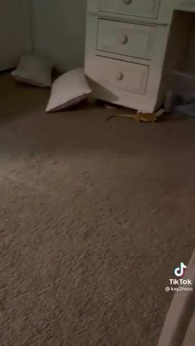 Hide and seek is difficult sometimes