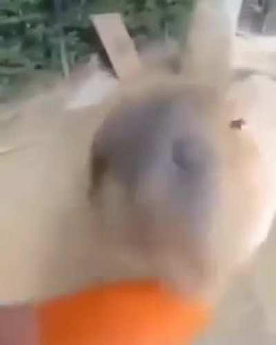 🥕
